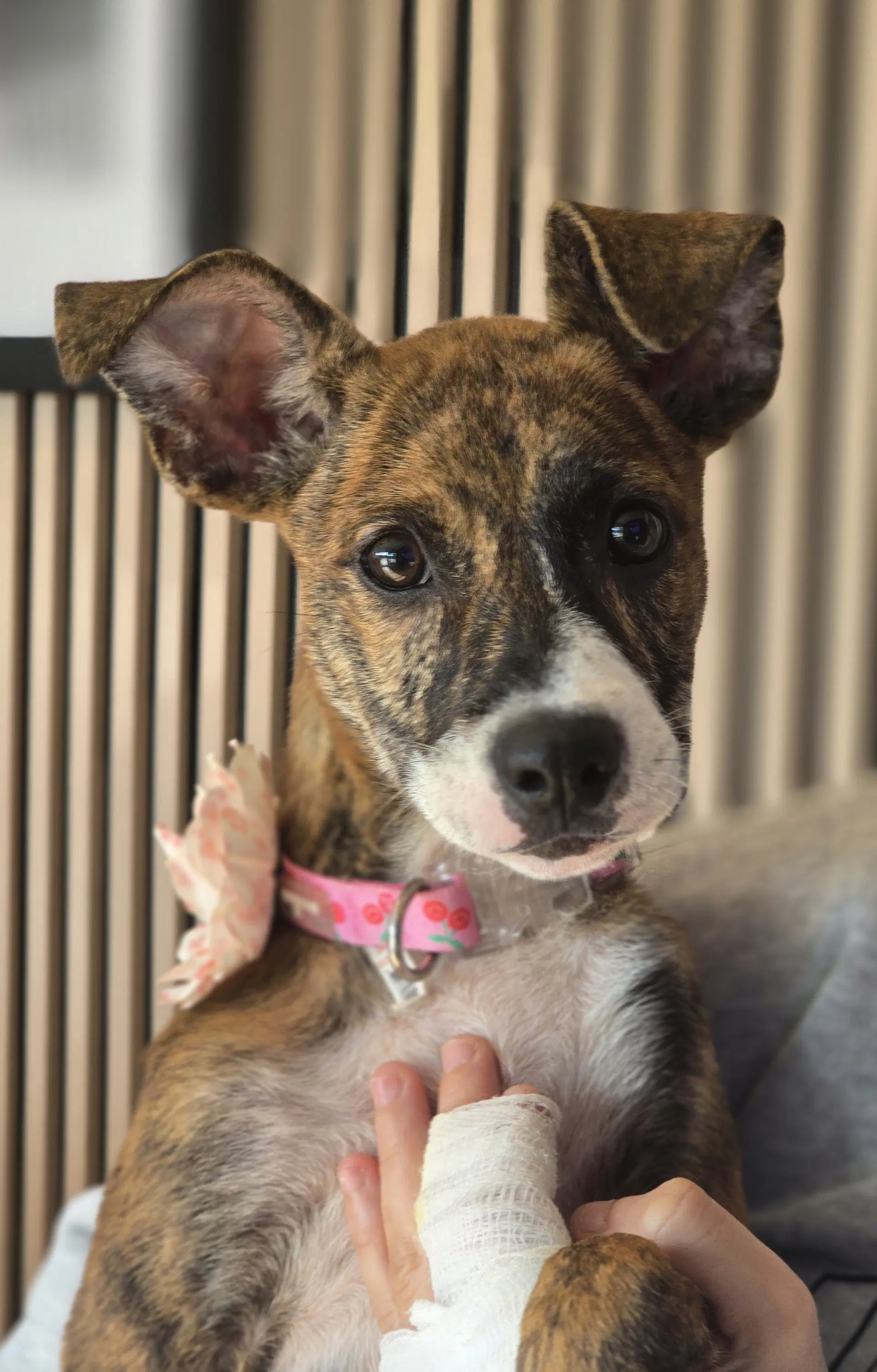 Joey- Brindle Princess image 2