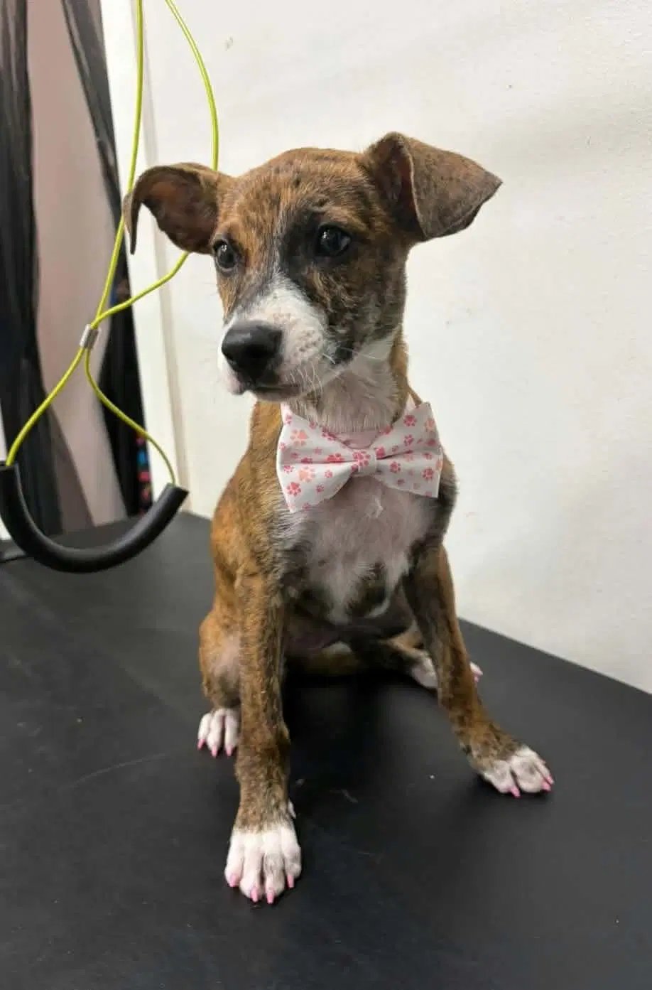 Joey- Brindle Princess image 3