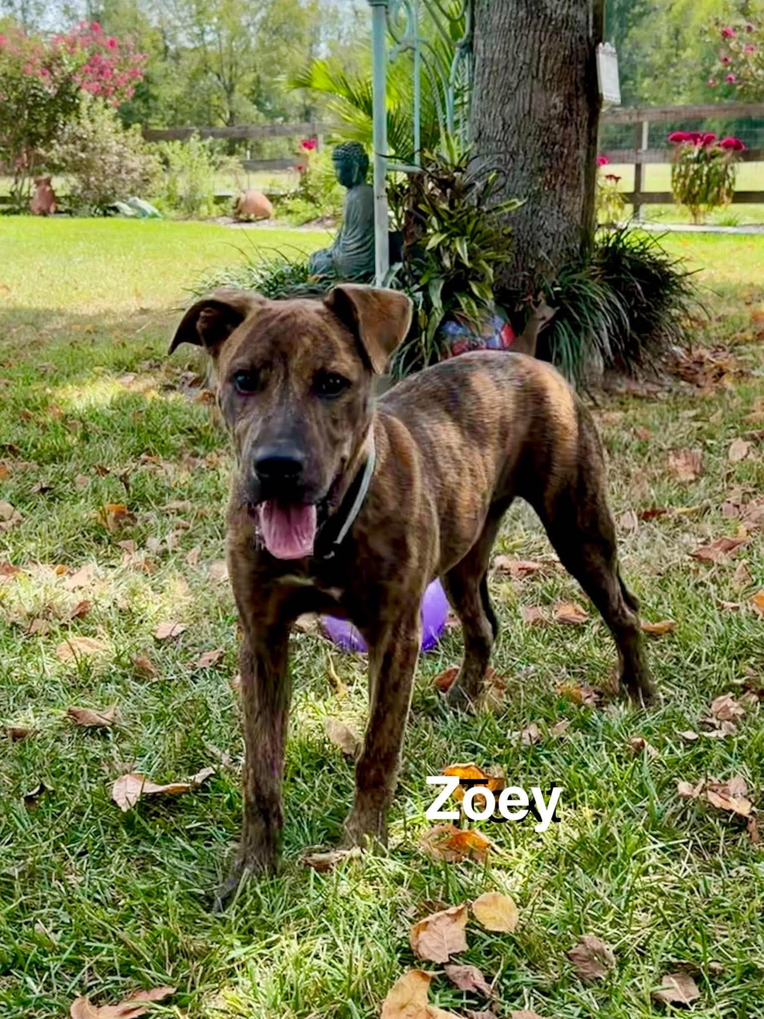 Zoey- Total Package image 2