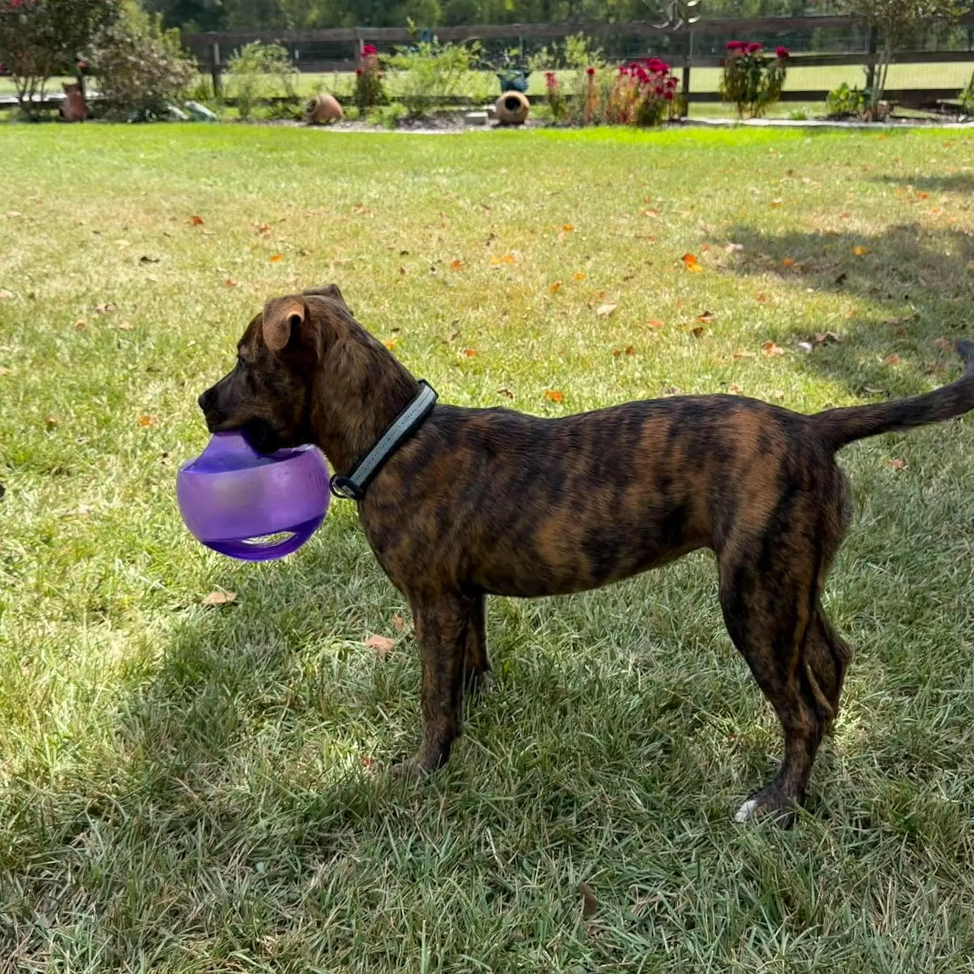 Zoey- Total Package image 4