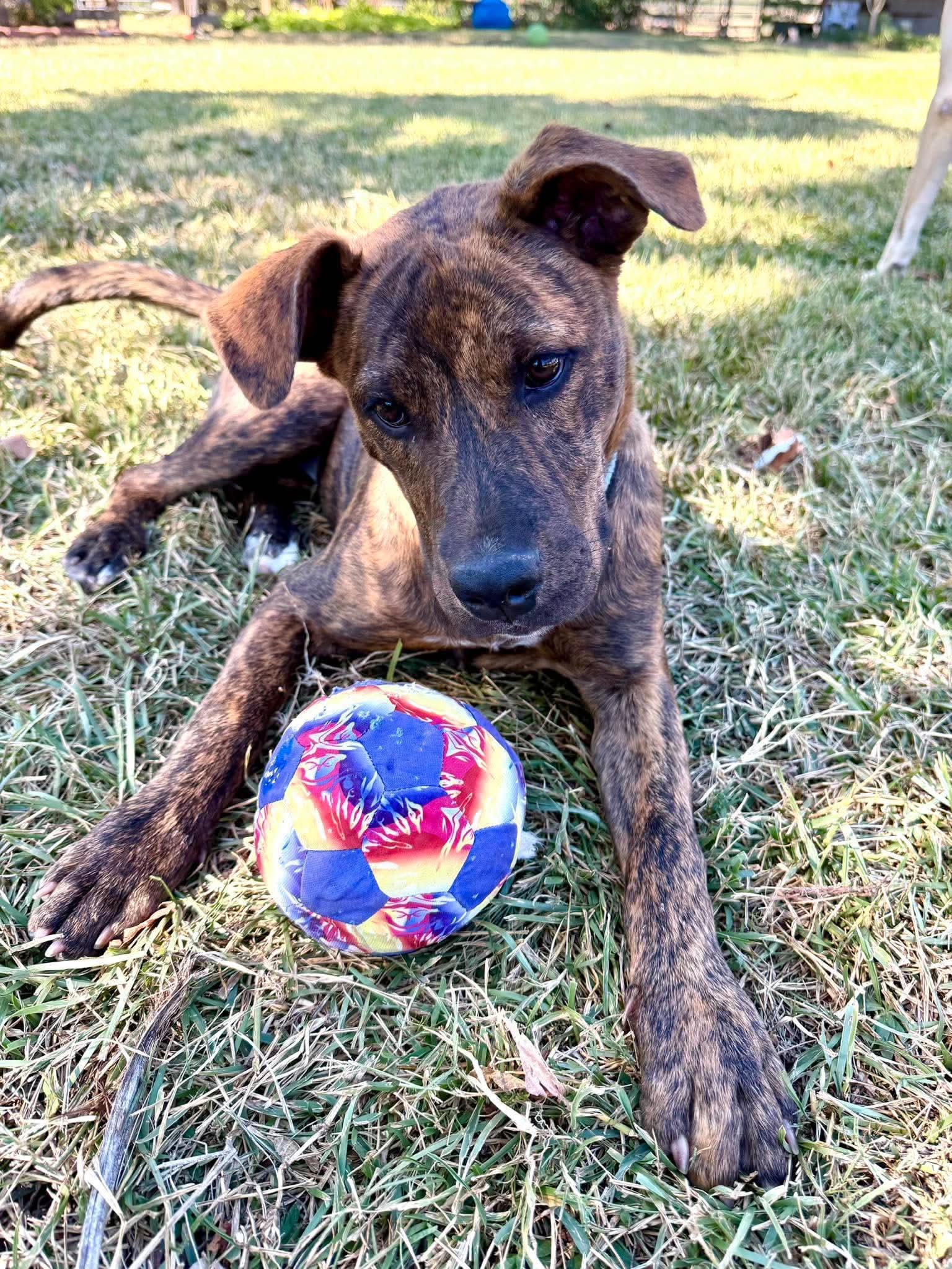 Zoey- total package, photo 3
