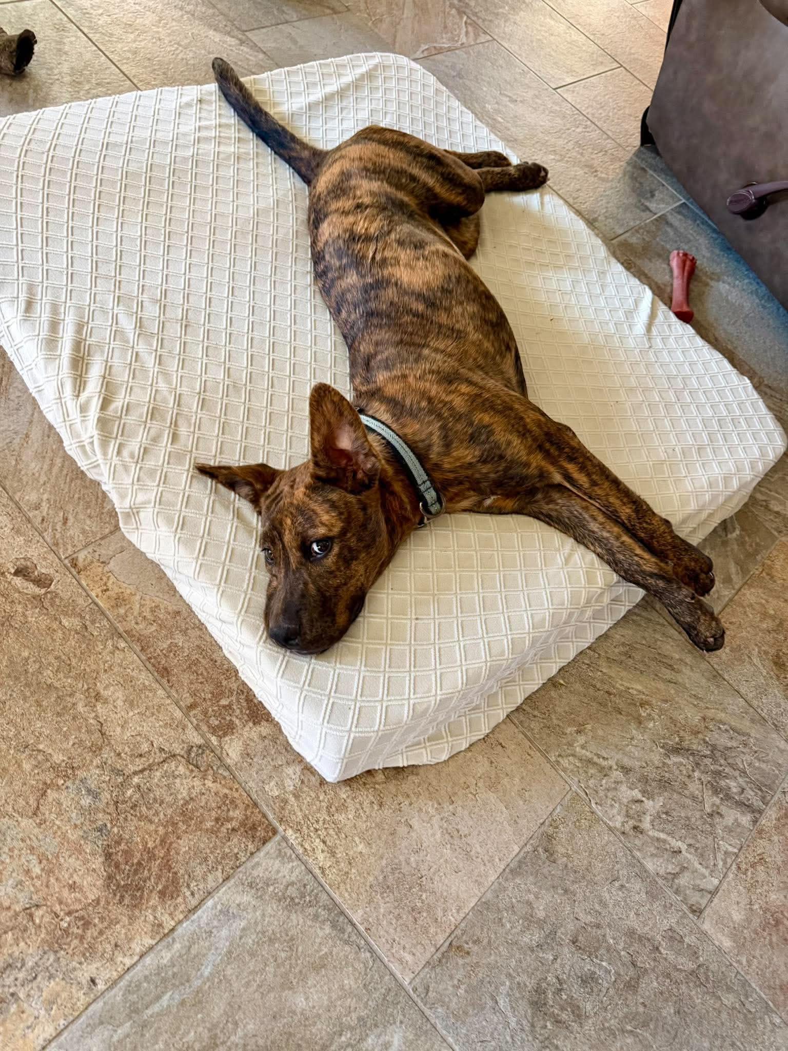 Zoey- total package, photo 9