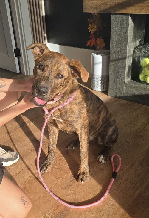 Zoey- total package, American Pit Bull Terrier / Mixed (short coat)