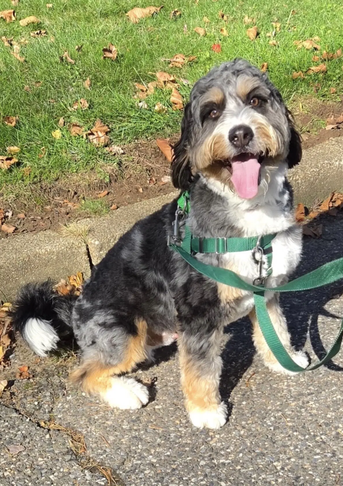 Bernie - Bernese Mountain Dog