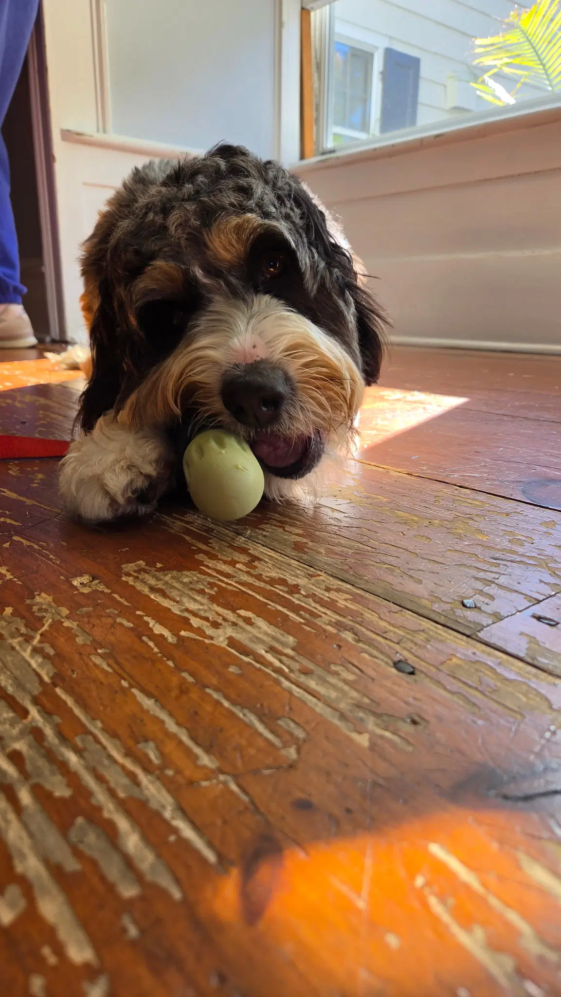 Bernie image 2