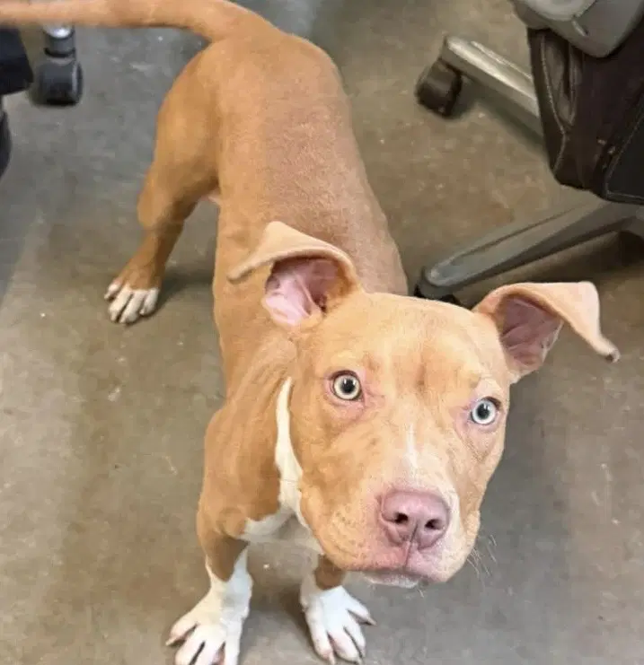 Oogie Boogie- Friendlysnuggly Boy - American Pit Bull Terrier