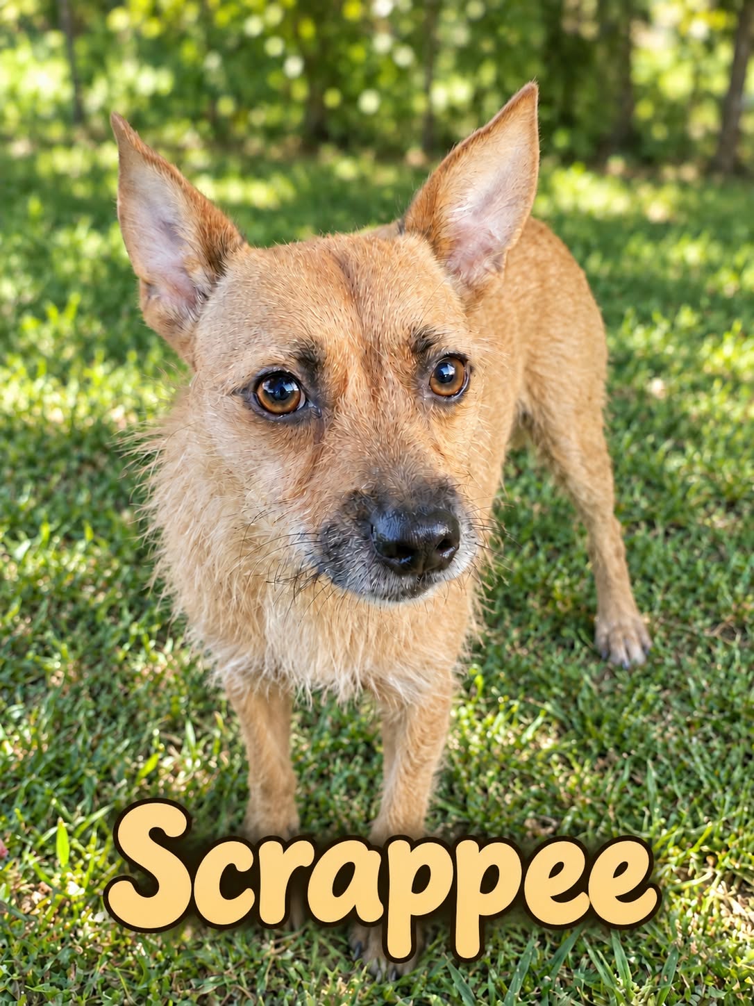 Scrappee