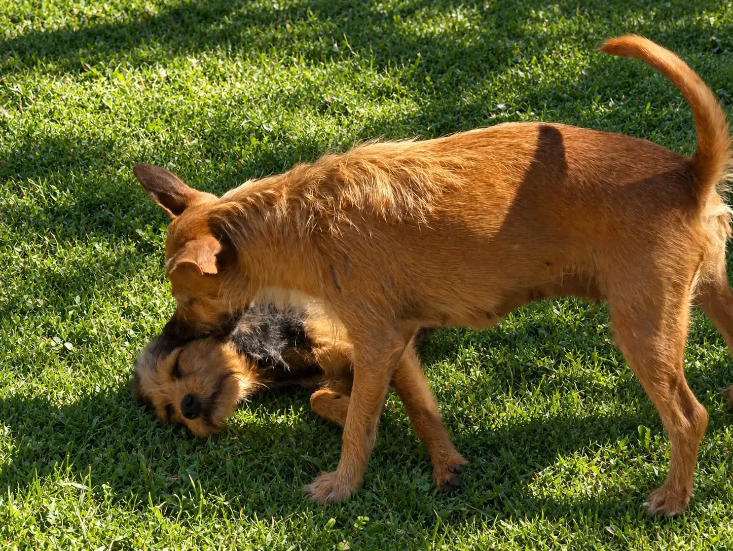 Scrappee image 2