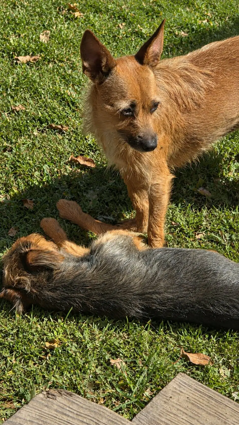 Scrappee image 3