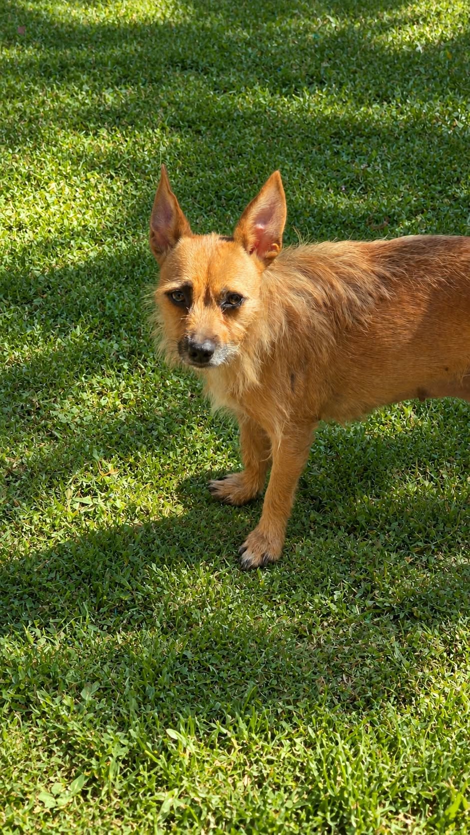 Scrappee, photo 4