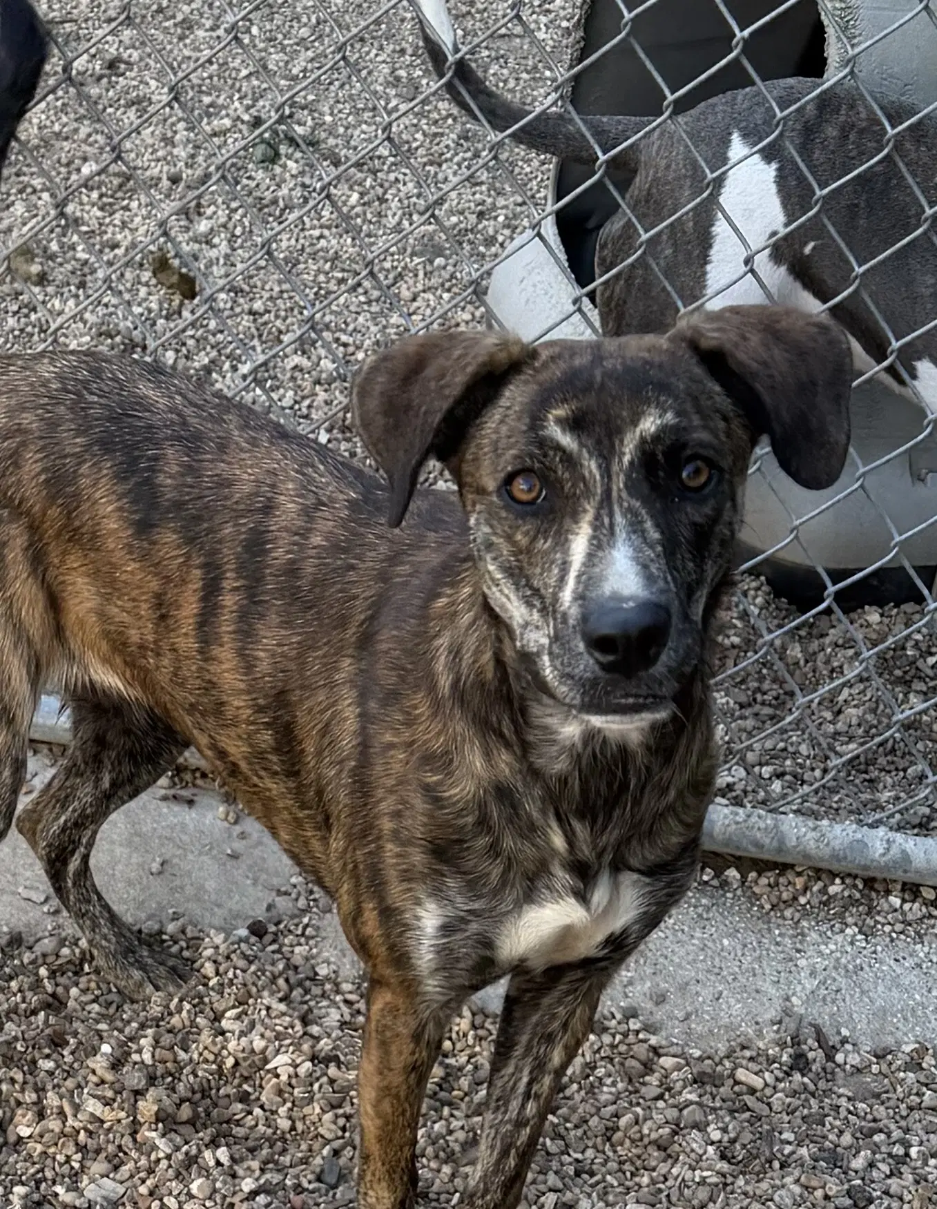 Mulan- Stunning Girl - Plott Hound