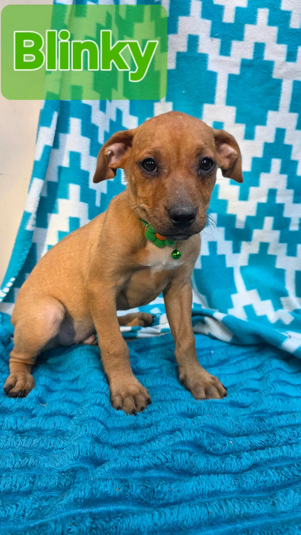 Blinky- Pac Man Litter - Chihuahua