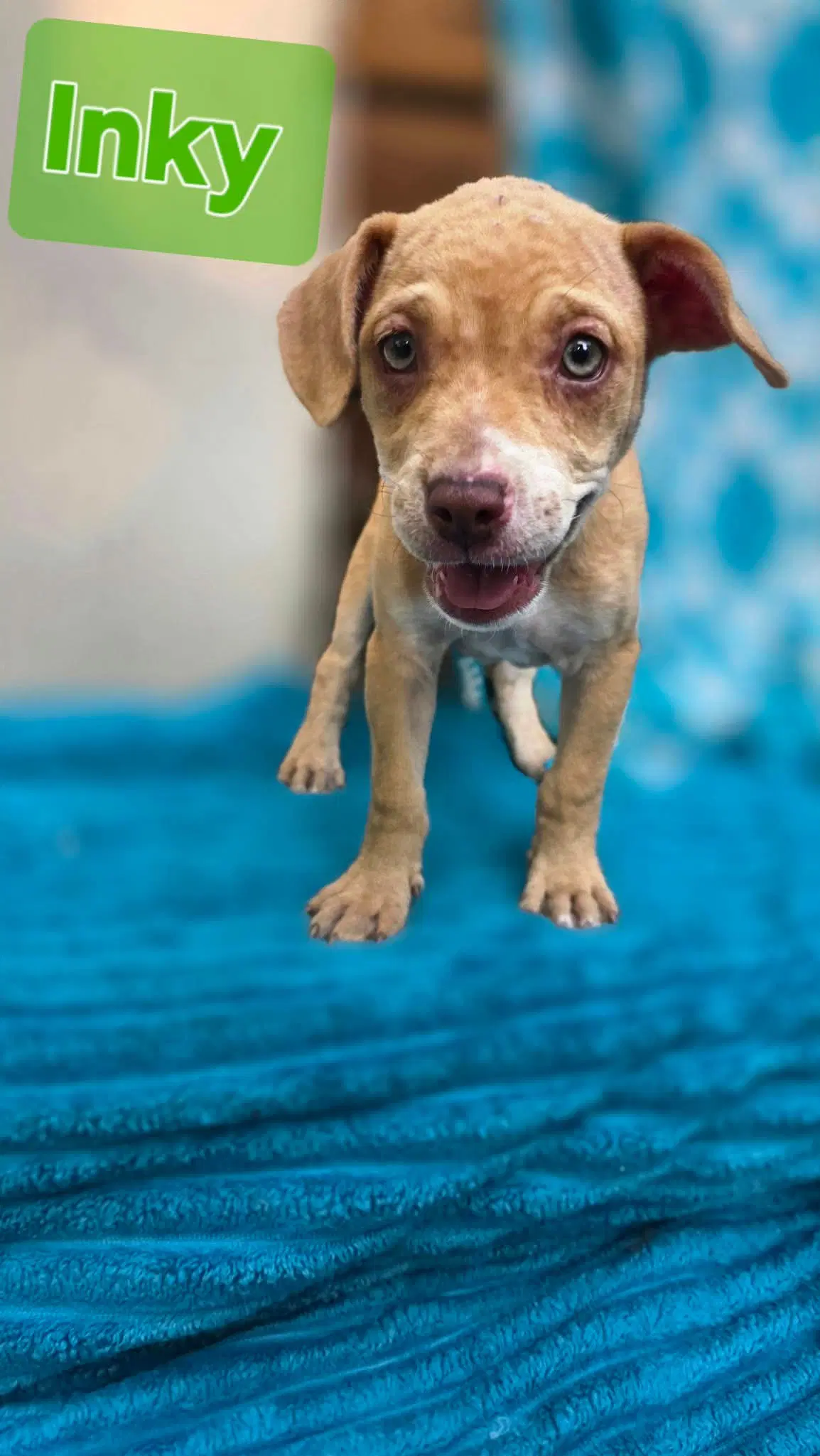 Inky- Pac Man Litter - Chihuahua