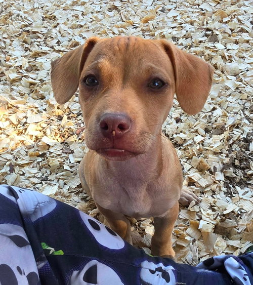 Inky- Pac Man Litter, Chihuahua / Mixed (medium coat)