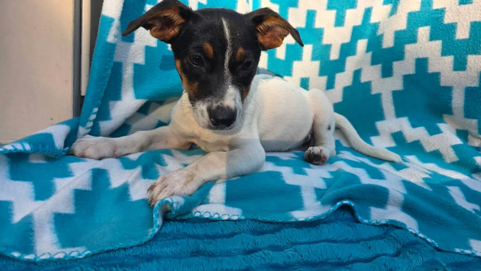 Ooggie Boogie- Beagle Mix - Beagle