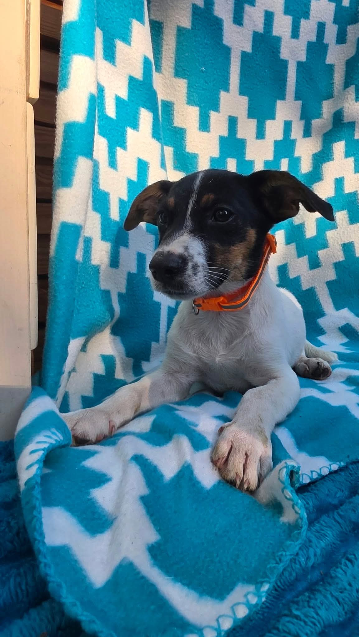 Oogie Boogie- beagle mix, photo 2