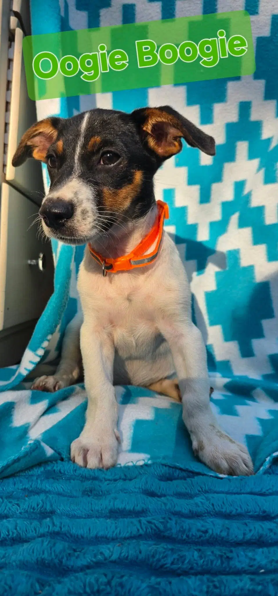 Ooggie Boogie- Beagle Mix image 3