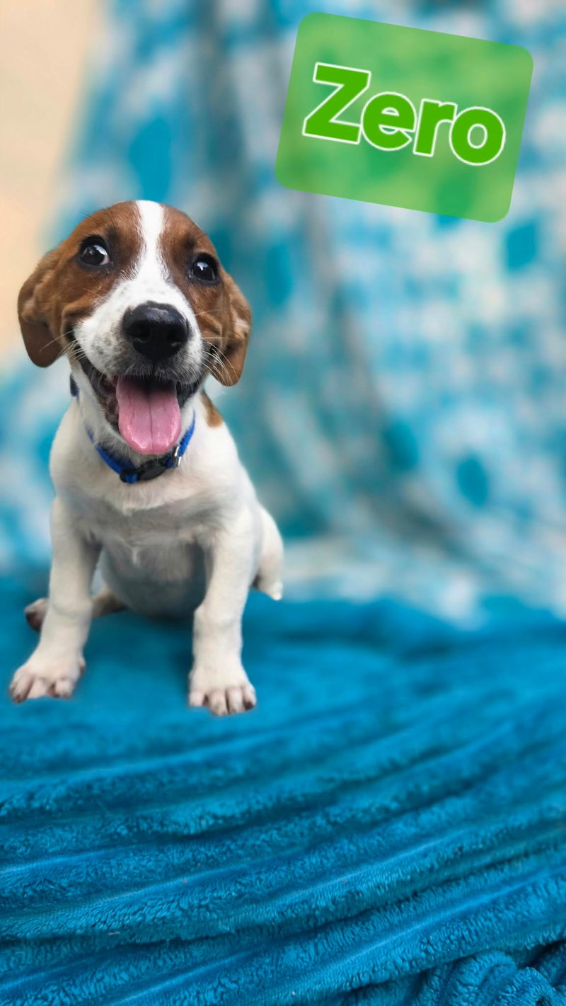 Zero- beagle mix
