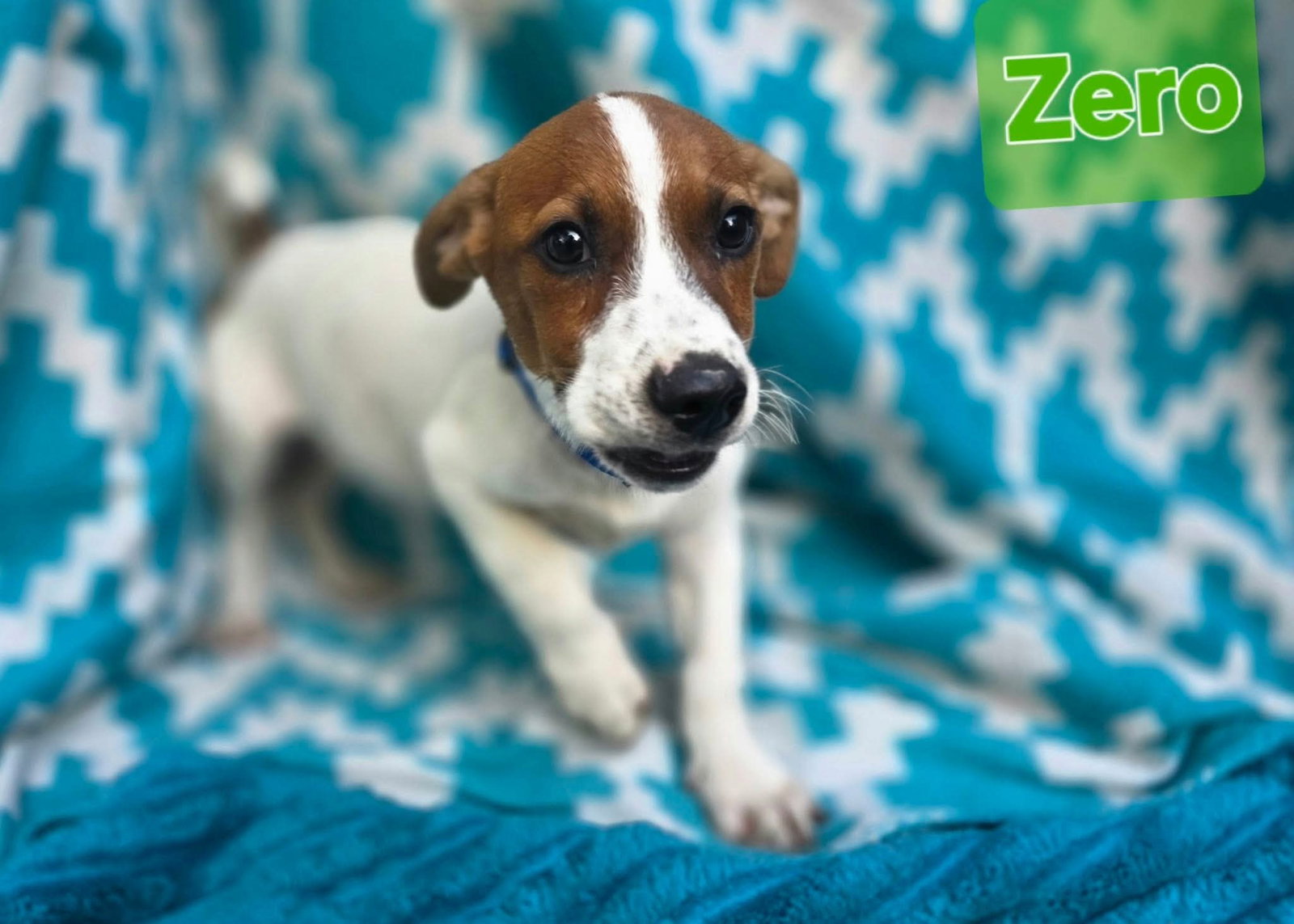 Zero- beagle mix, photo 2