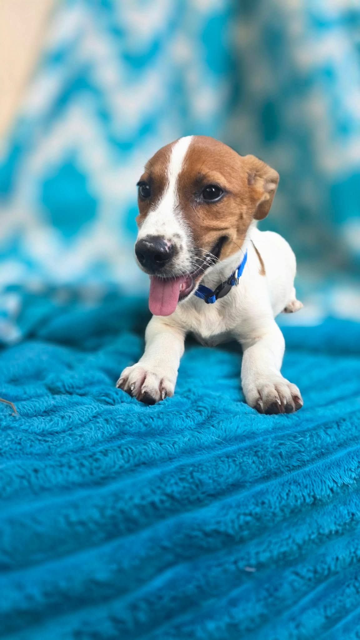 Zero- beagle mix, photo 4