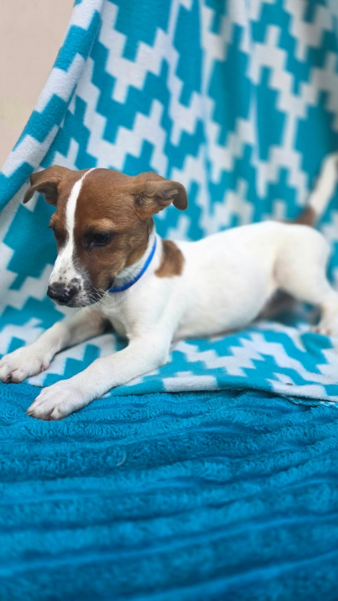 Zero- beagle mix, photo 5