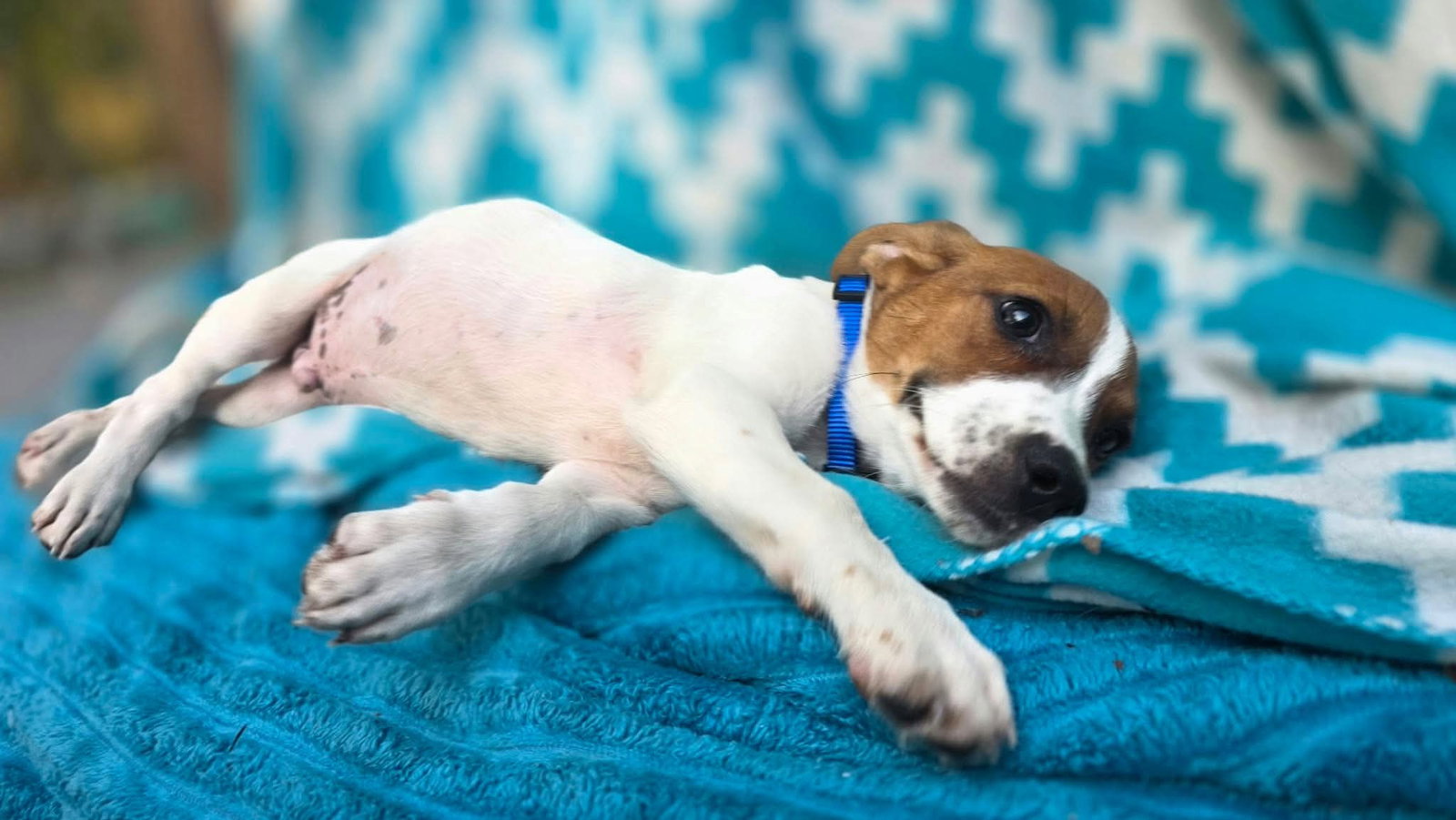 Zero- beagle mix, photo 3