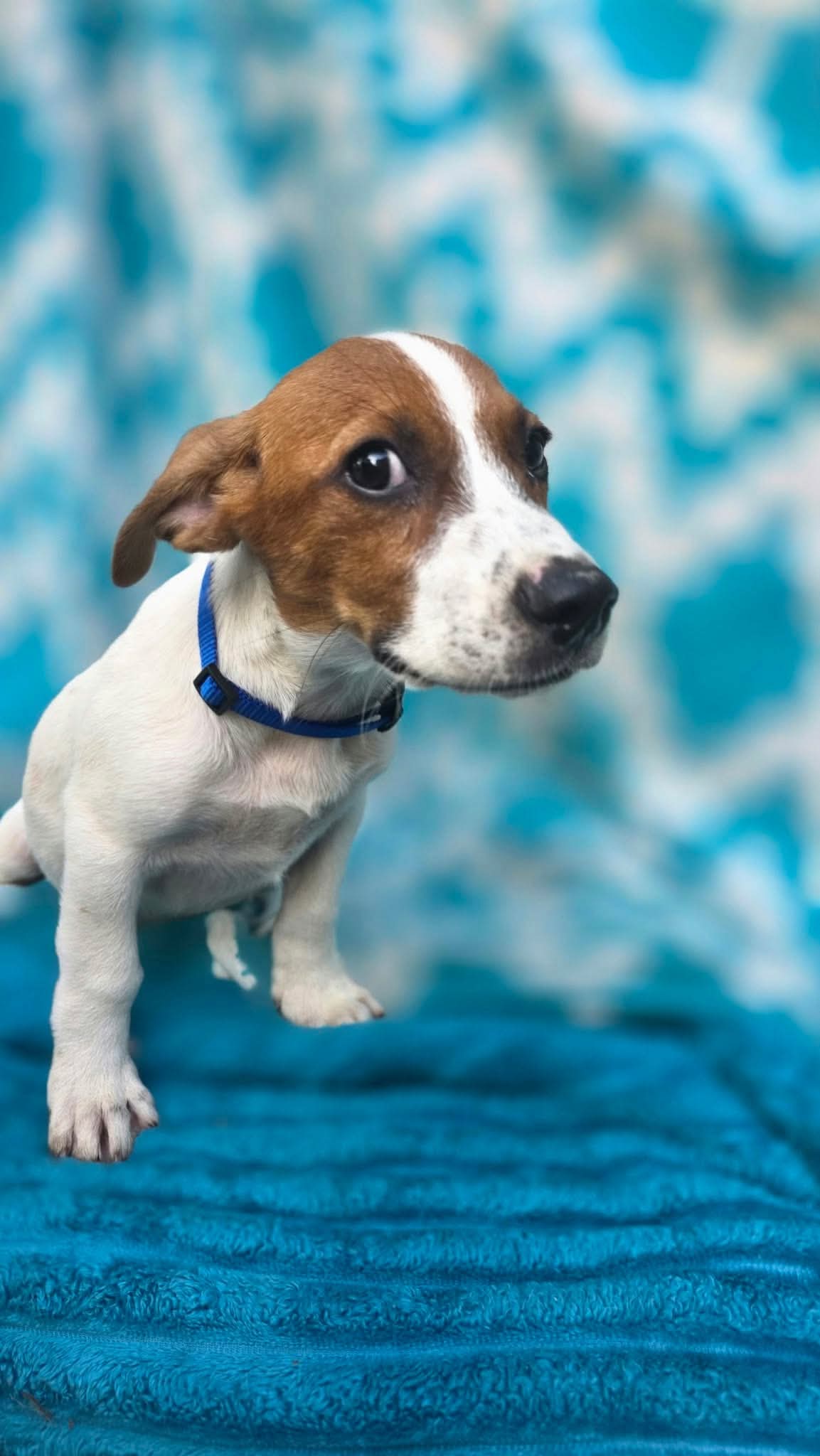 Zero- beagle mix, photo 6