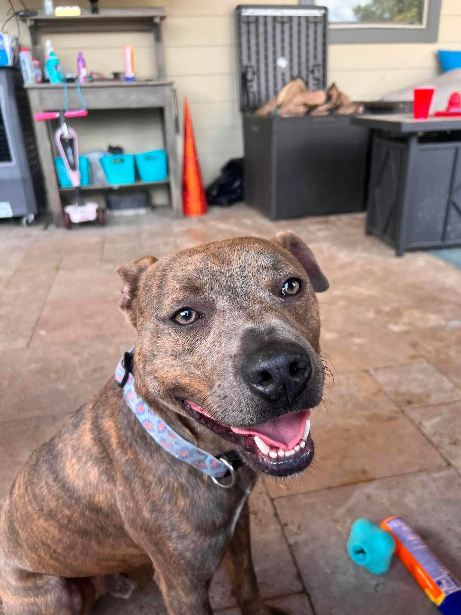 Baby Boy- Brindle Beauty - American Pit Bull Terrier