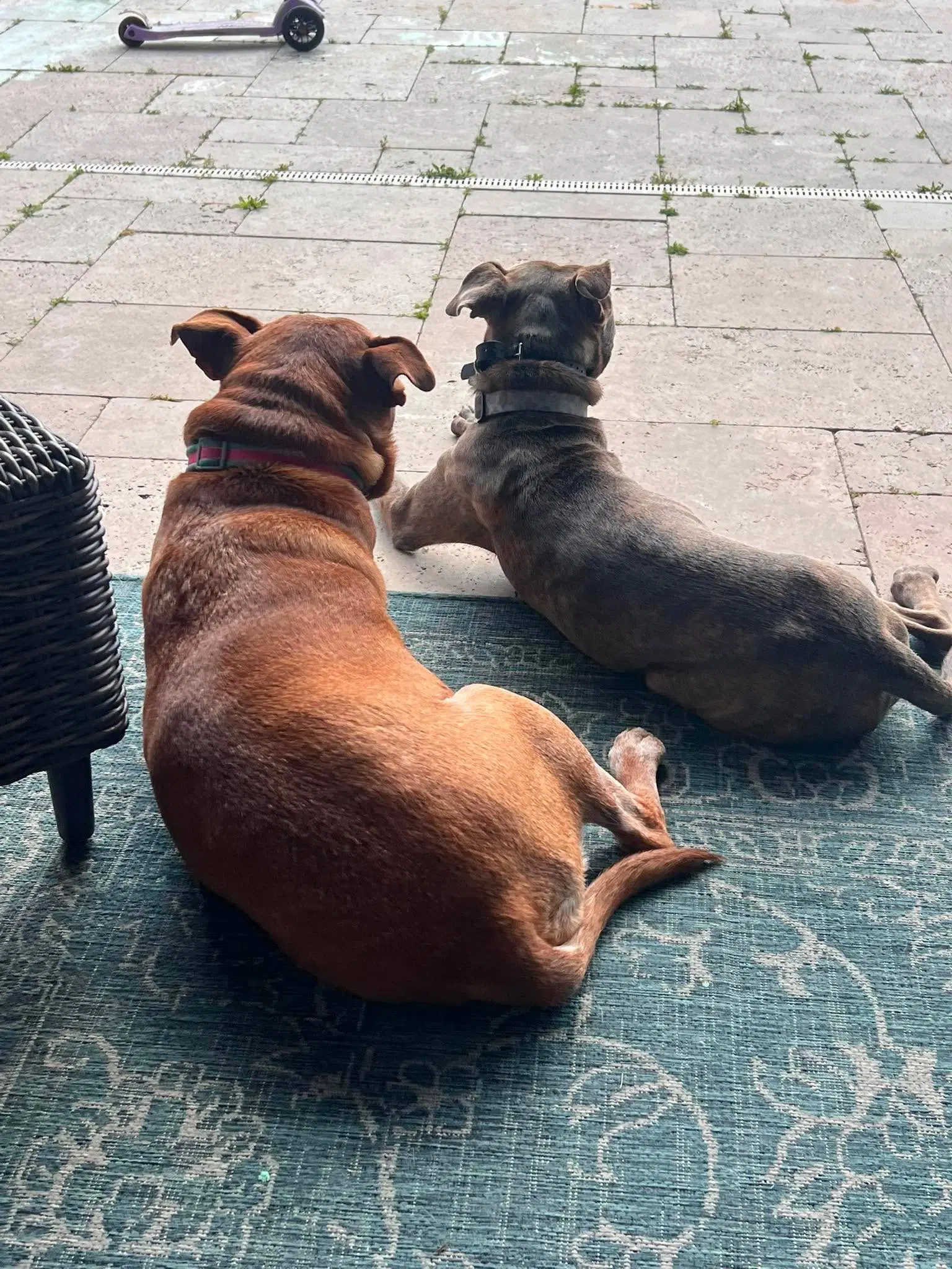 Baby Boy- Brindle Beauty image 3