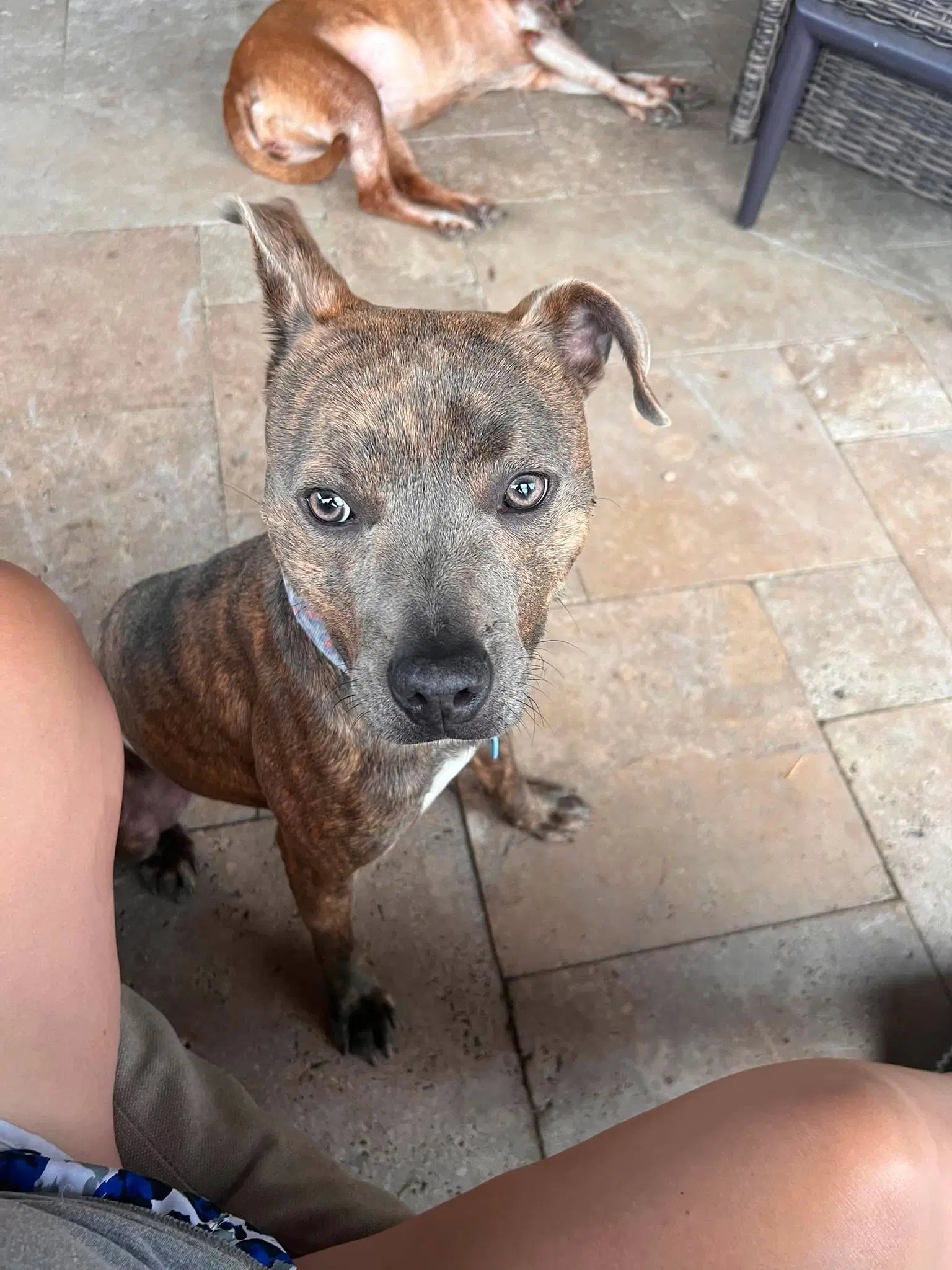 Baby Boy- Brindle Beauty image 4