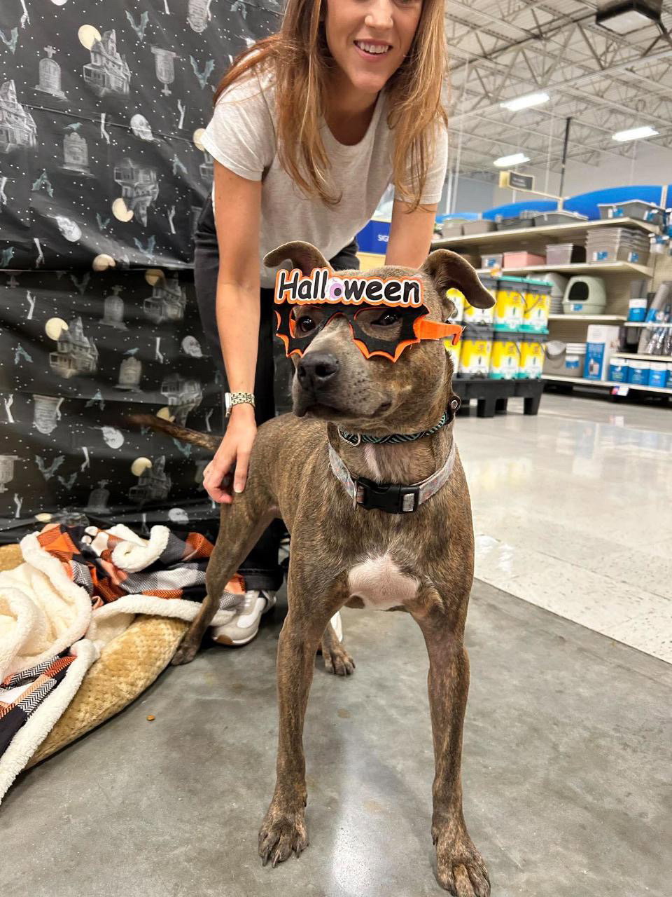 Baby Boy- brindle beauty