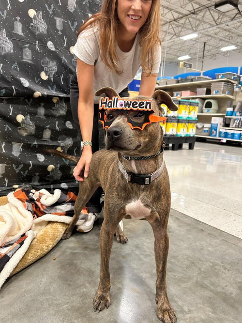 Baby Boy- brindle beauty, American Pit Bull Terrier (short coat)