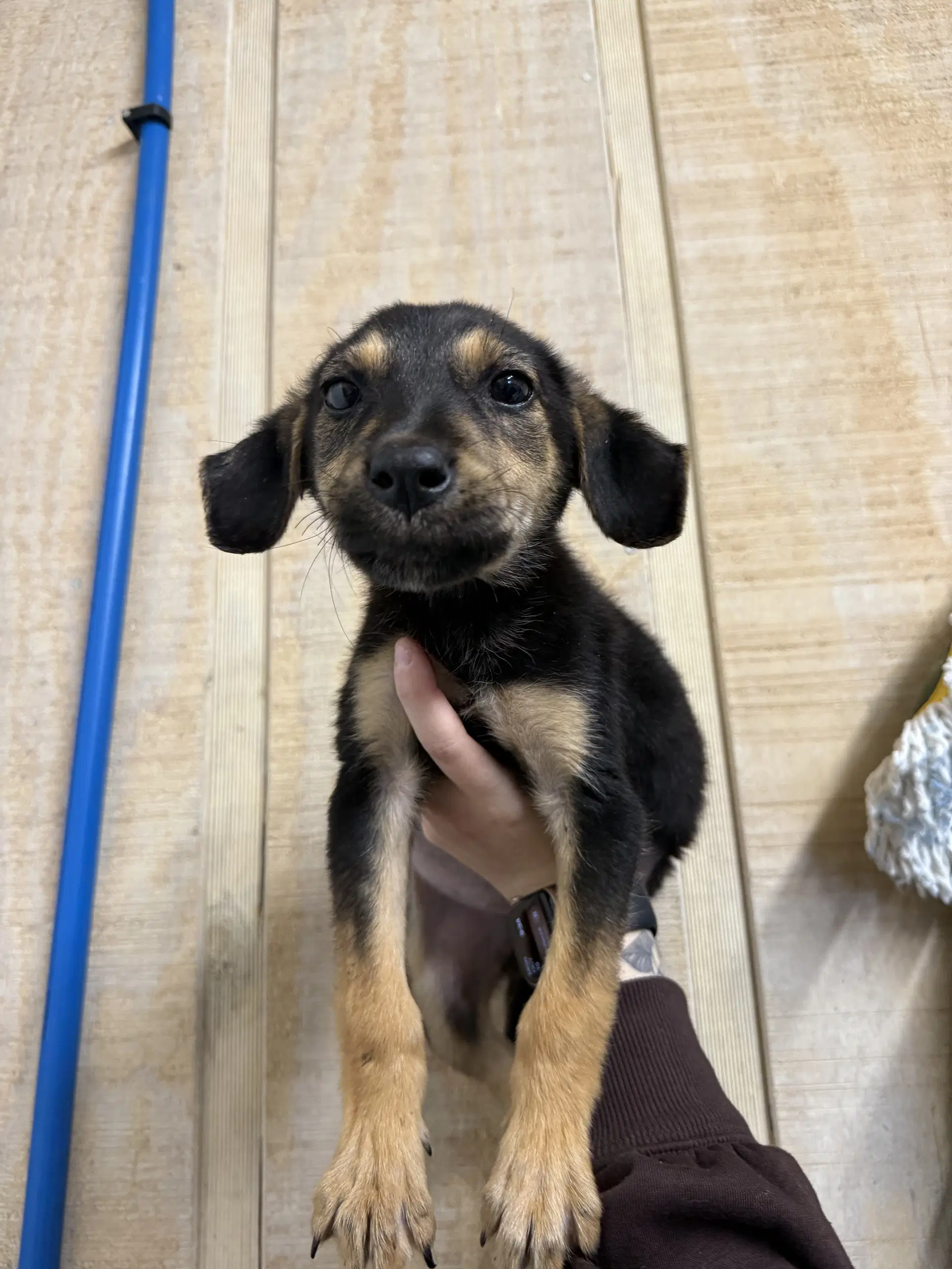 Lucille- Sweetest Pup image 2