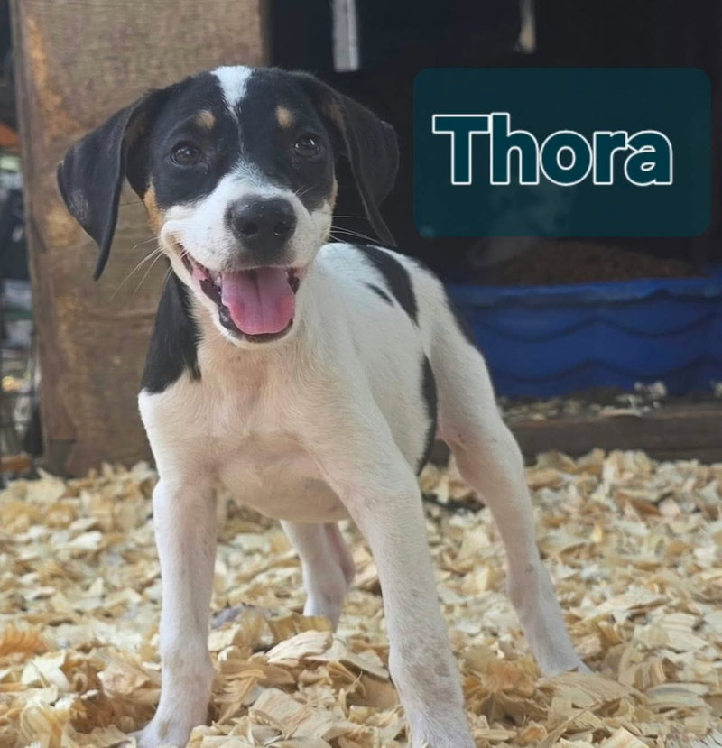 Thora- one of 3 playful sisters