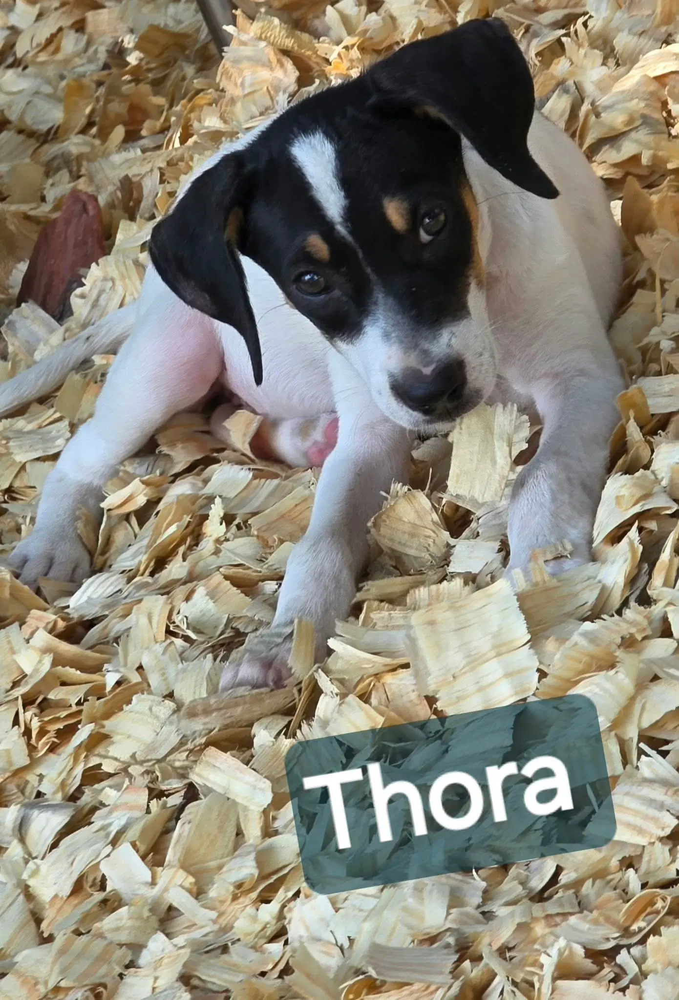 Thora- One Of  Playful Sisters image 2