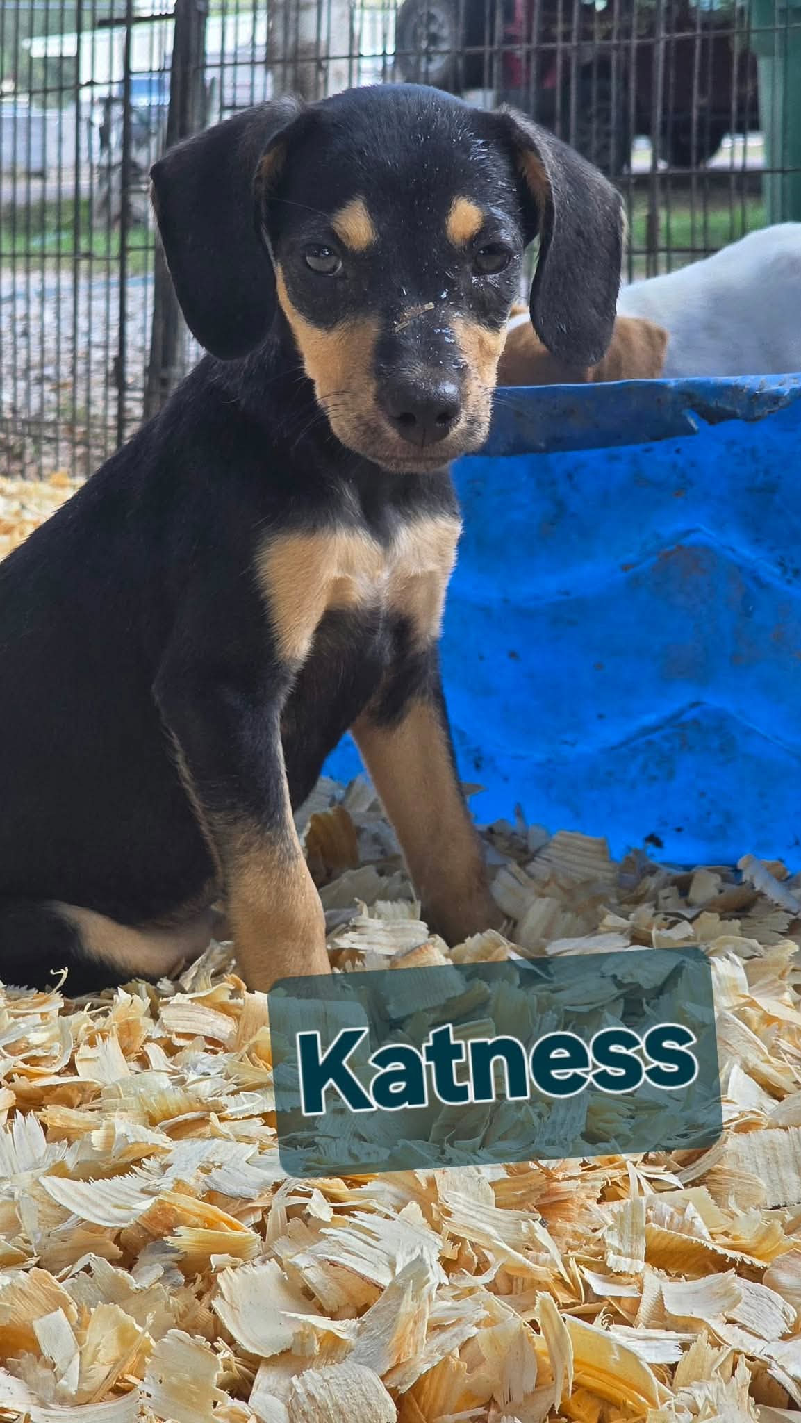 Katniss- one of 3 playful sisters