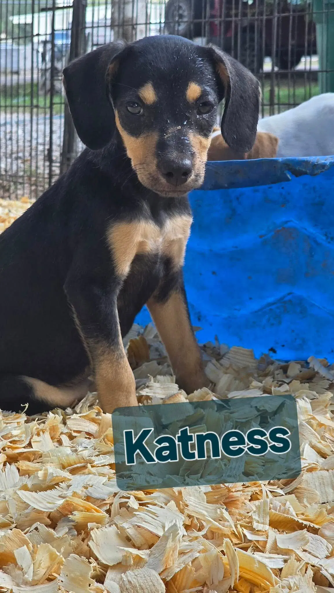 Katness- One Of  Playful Sisters - Rat Terrier
