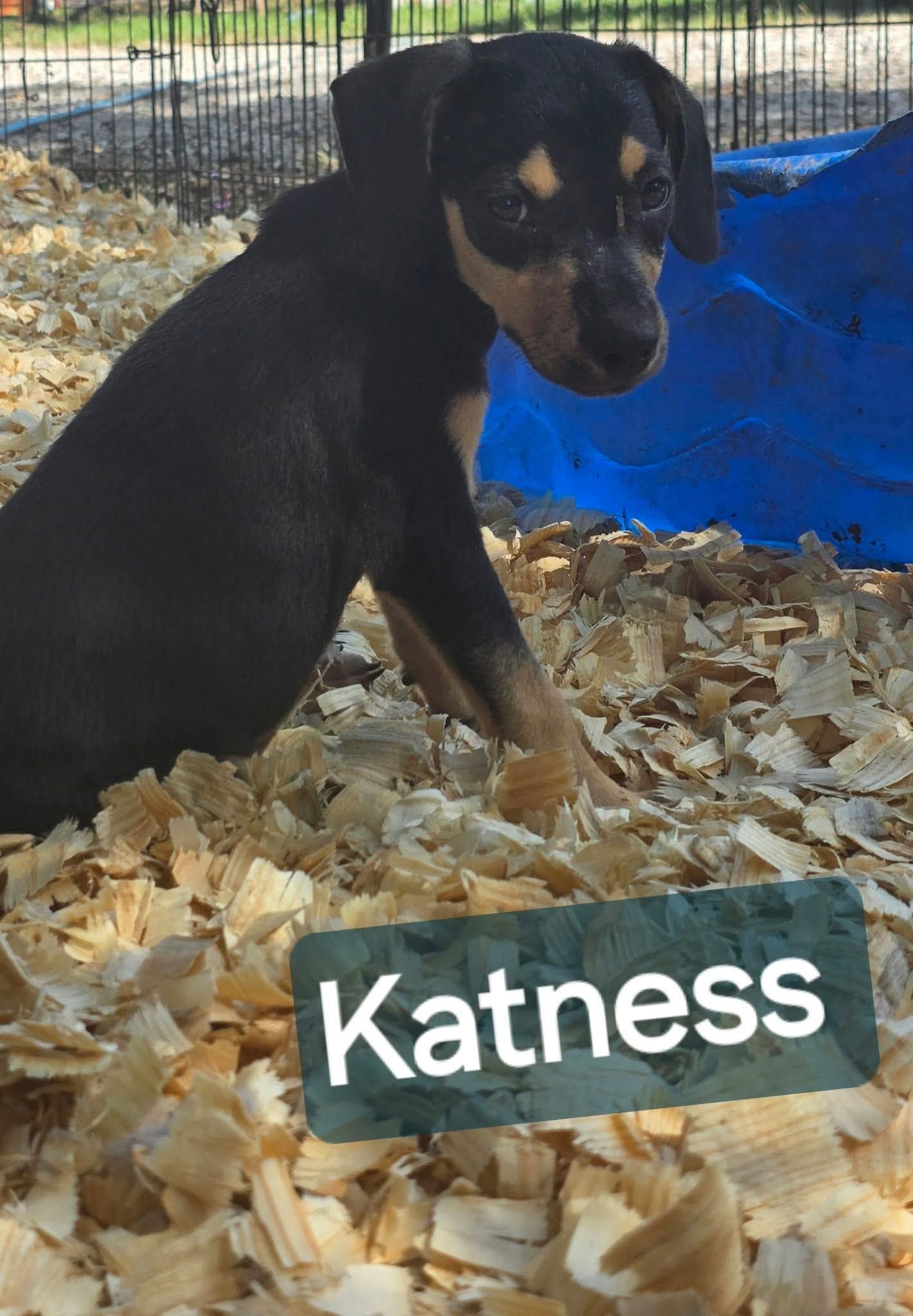 Katniss- one of 3 playful sisters, photo 3