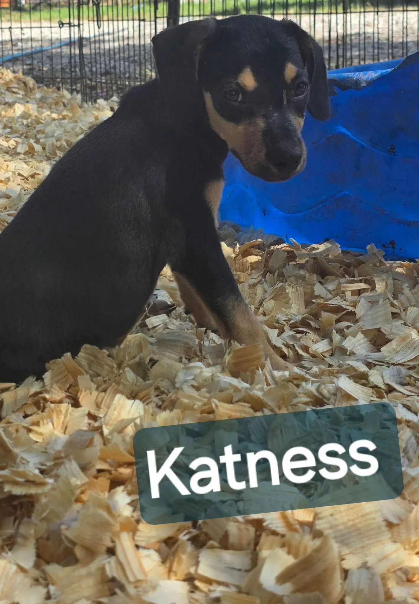 Katness- One Of  Playful Sisters image 3