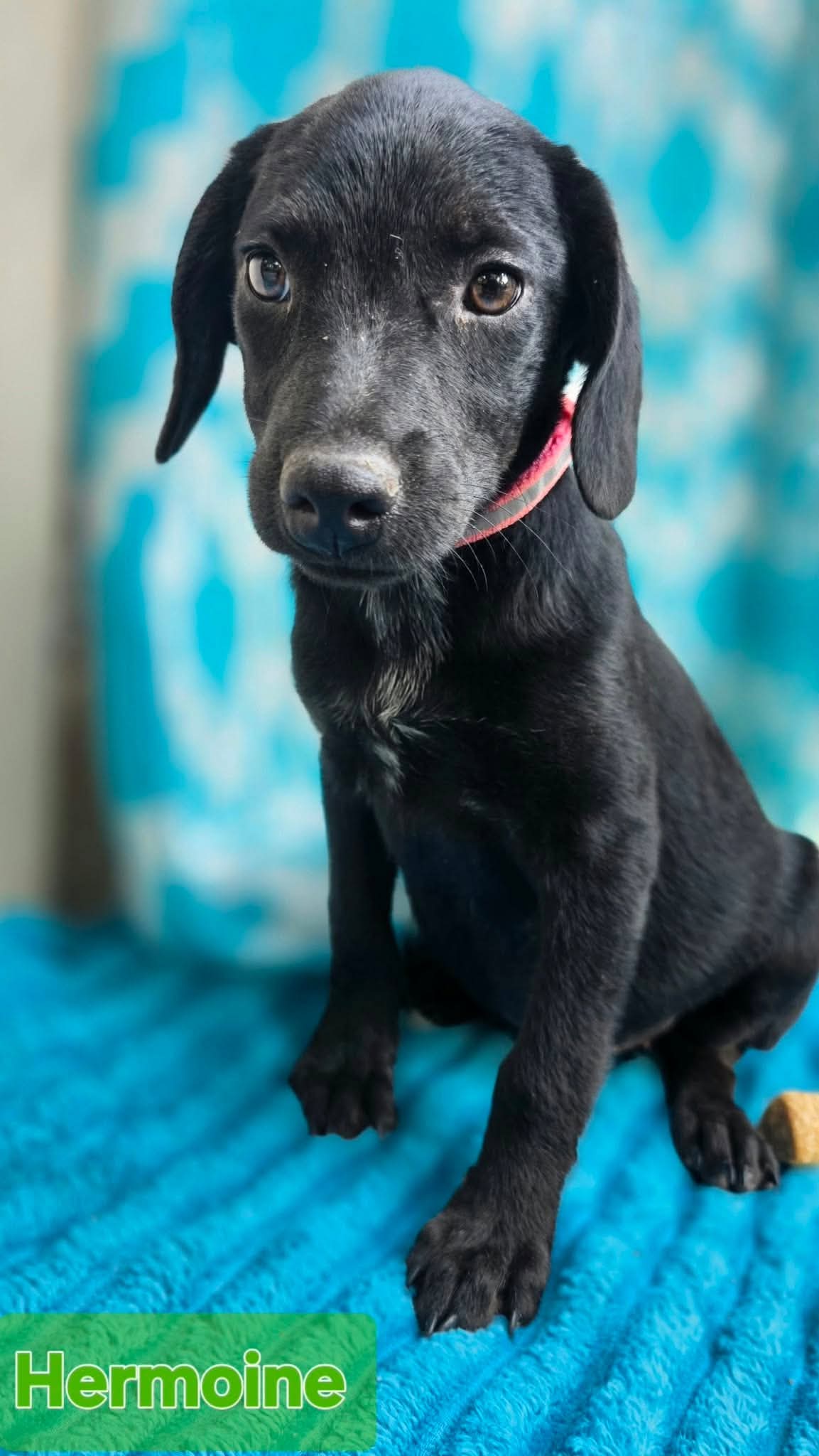 Hermione - one of 3 playful sisters