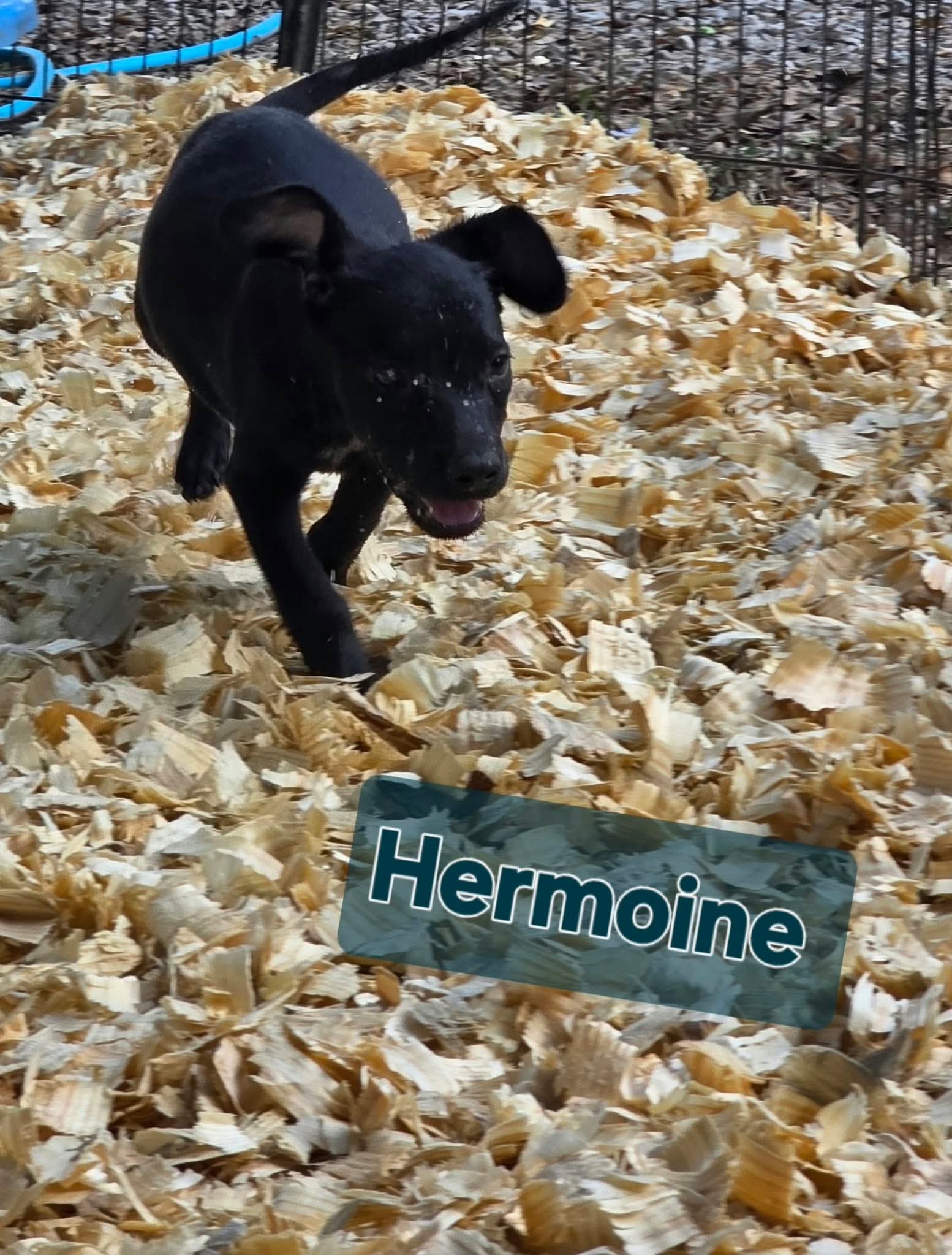 Hermione - one of 3 playful sisters, photo 4