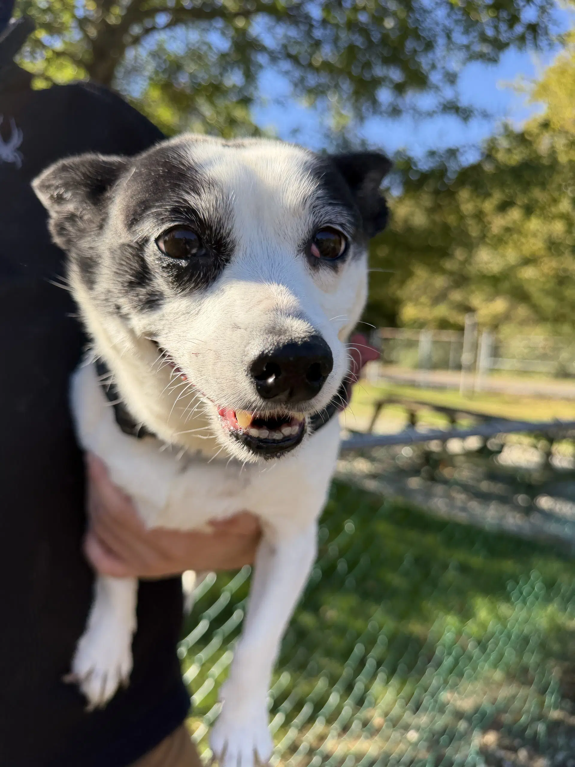 Abby - Rat Terrier
