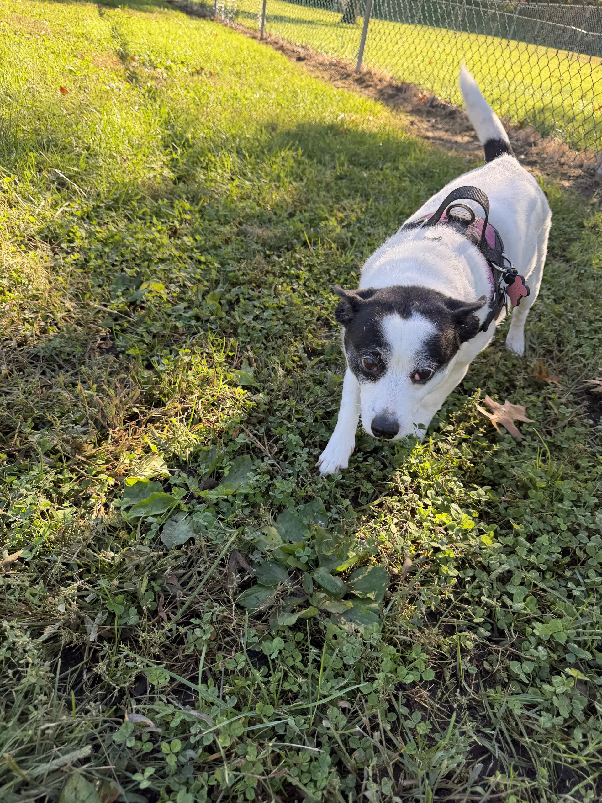 Abby image 4