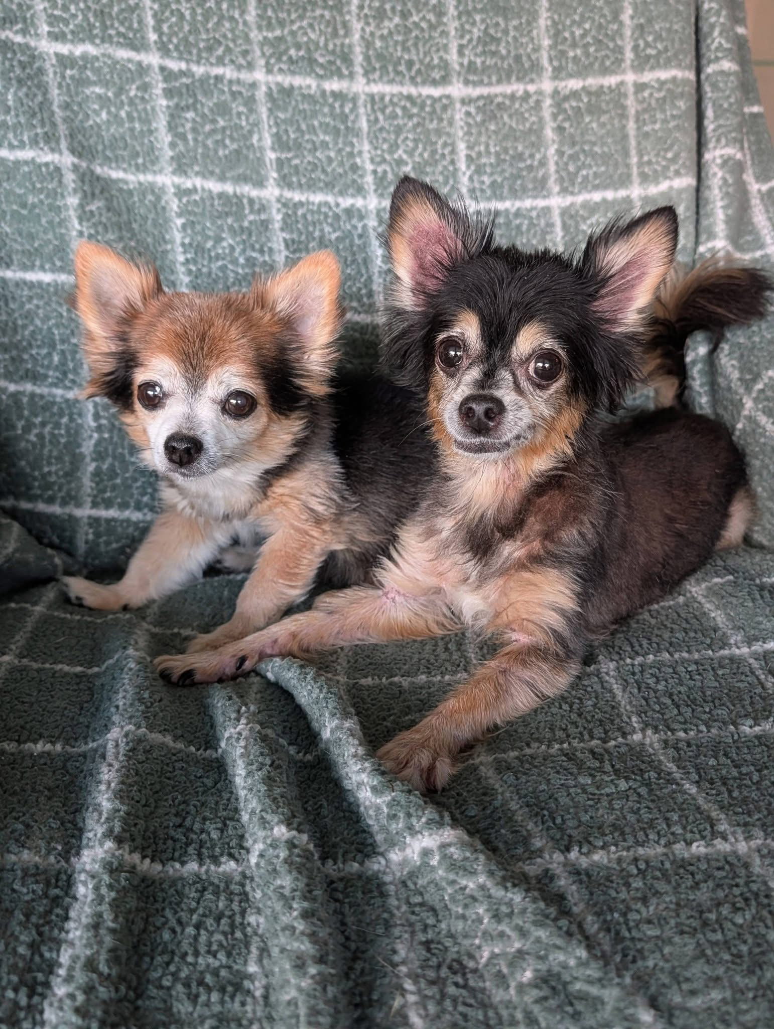 Zeus  Scruffy - A Bonded Pair