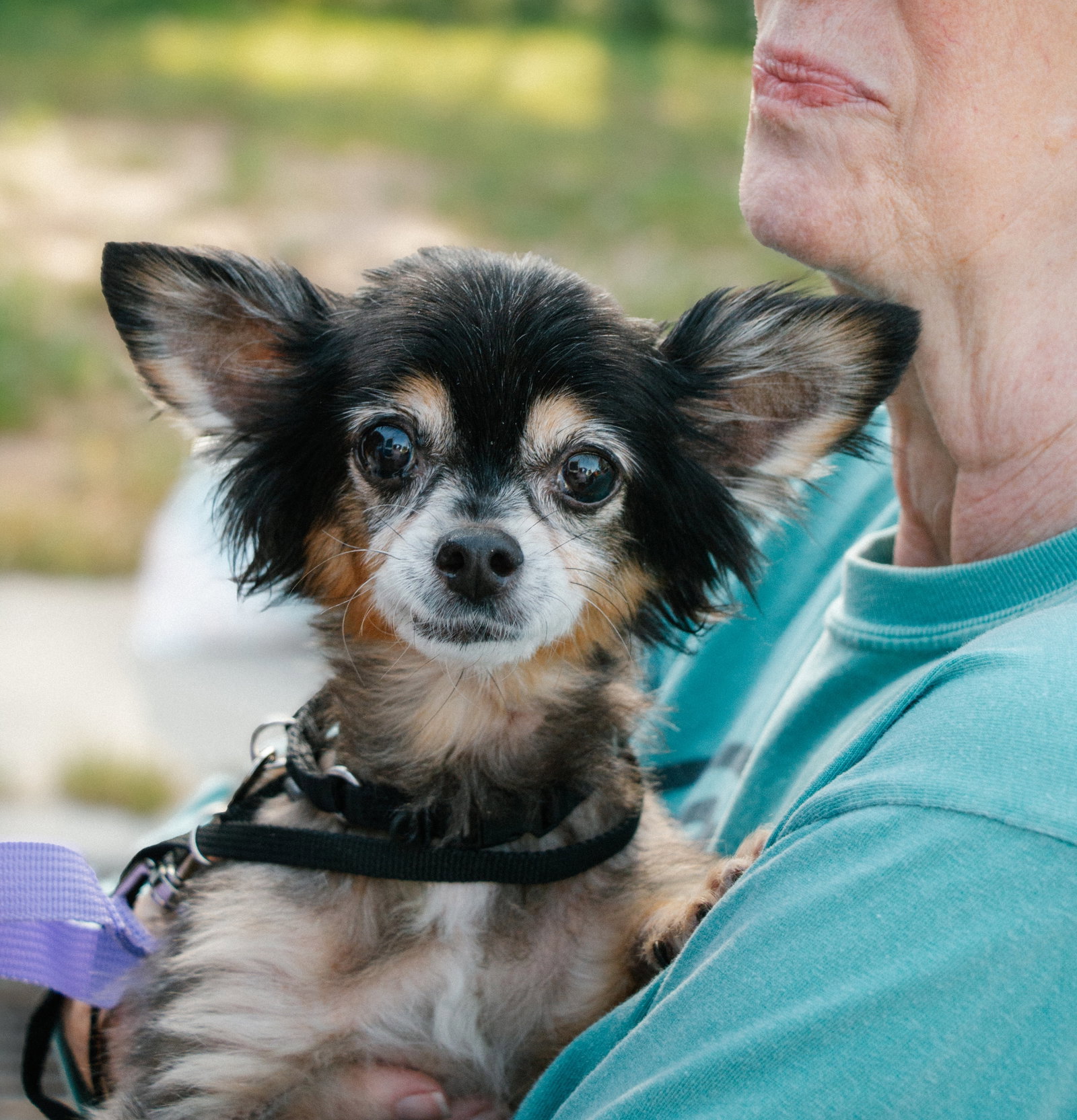 Zeus & Scruffy - Adoption Pending!!, photo 3