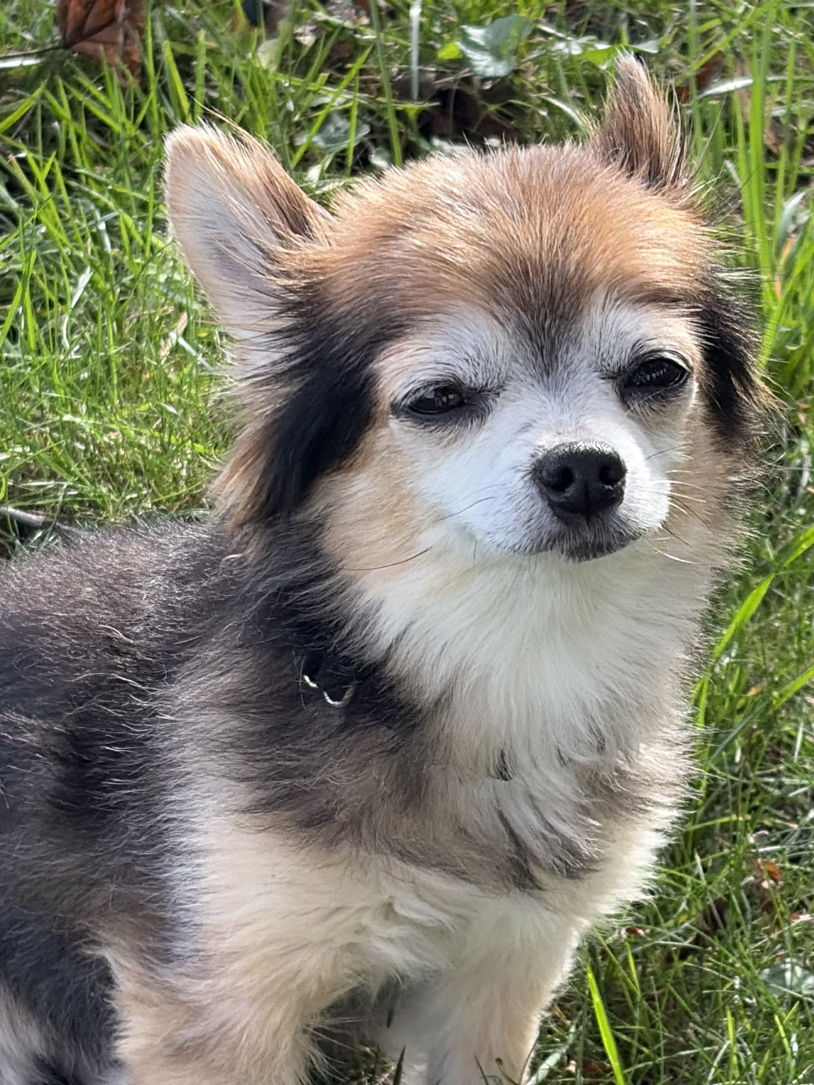 Zeus & Scruffy - Adoption Pending!!, photo 7