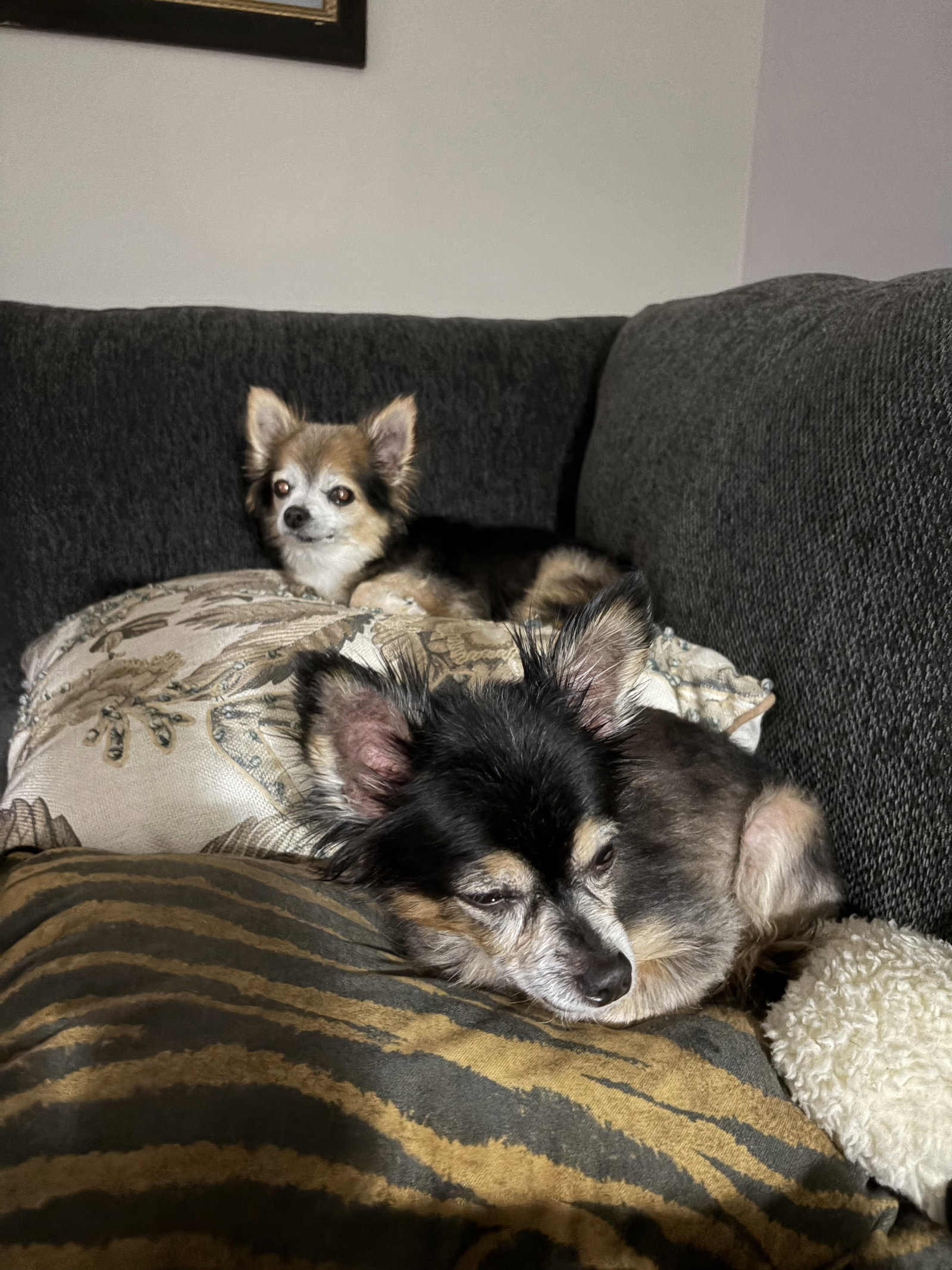 Zeus & Scruffy - Adoption Pending!!, photo 9