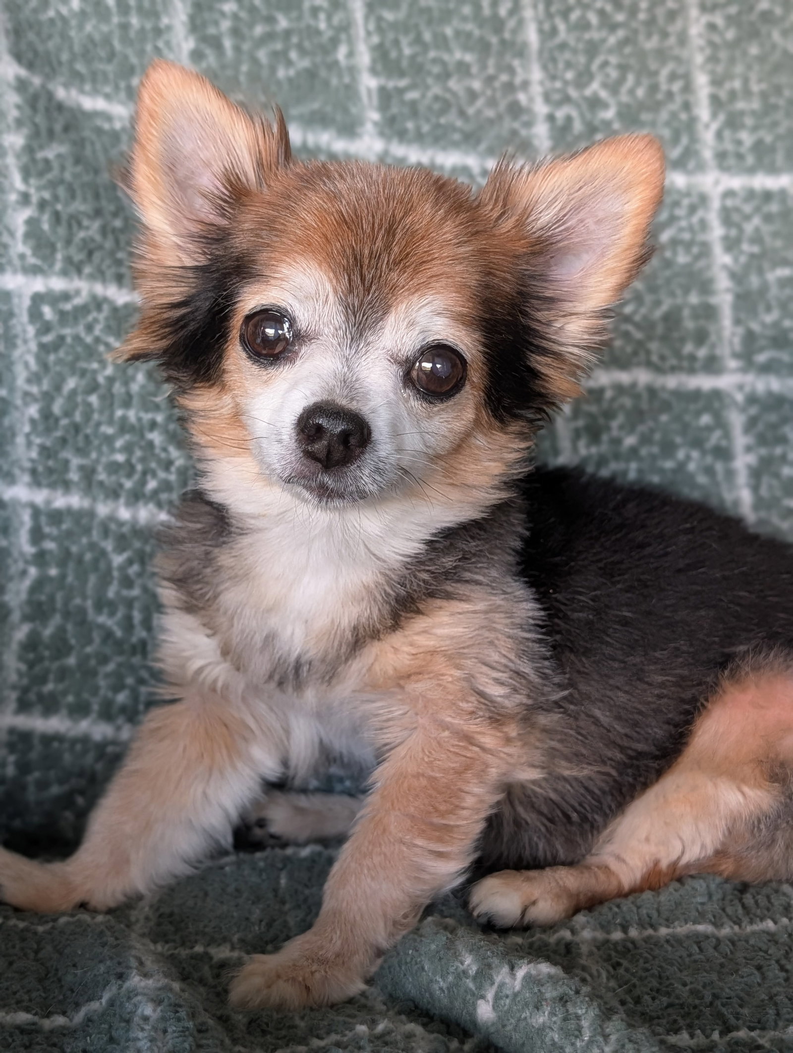 Zeus & Scruffy - Adoption Pending!!, photo 12