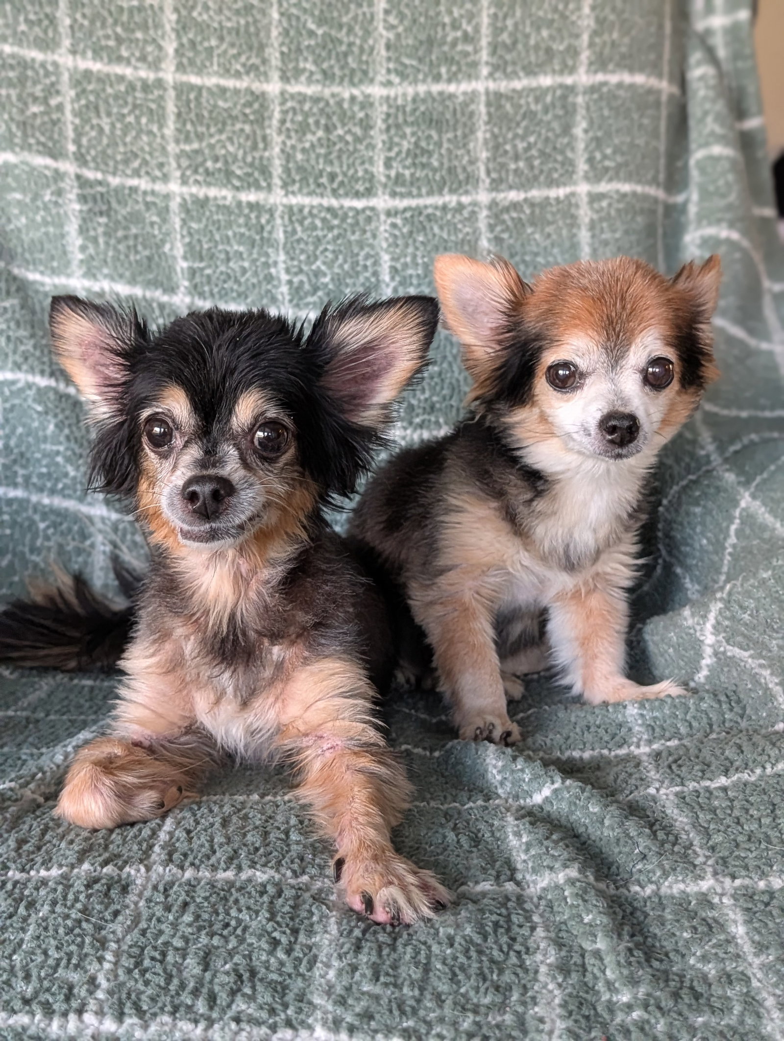 Zeus & Scruffy - Adoption Pending!!, photo 14