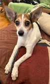 Mr. Peanut – No Salt Added! — Lafayette, LA Adoption